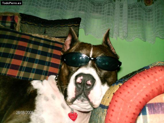 Foto del perro Molly