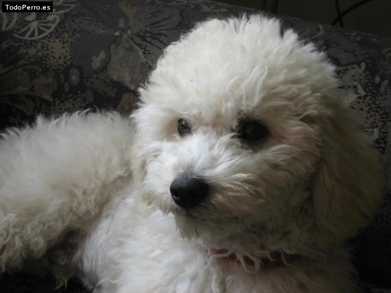 Foto del perro Ruffo