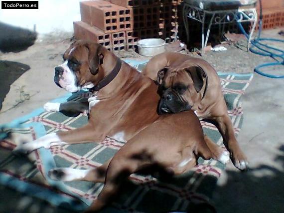 Foto del perro Roman y homero