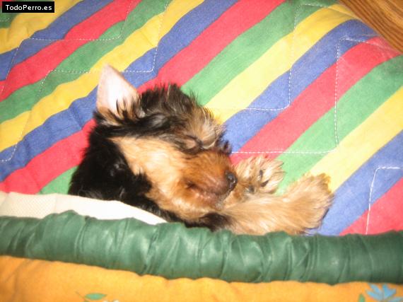 La foto del perro Lupita Foto del perro Lupita