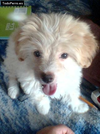 Foto del perro Cokis