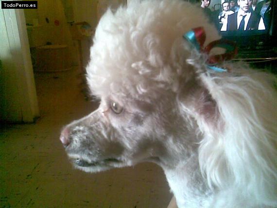 Foto del perro Sisi