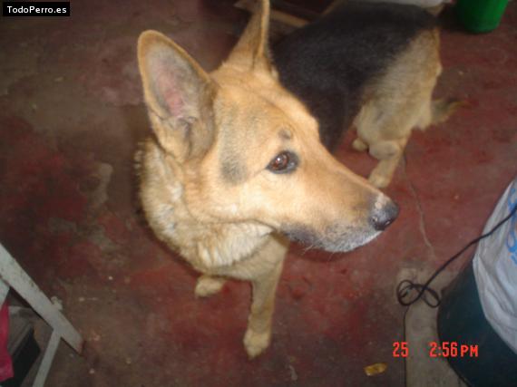 Foto del perro Hunter