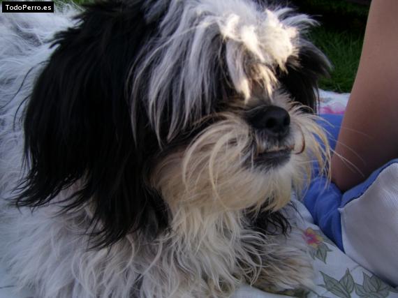Foto del perro Rocky