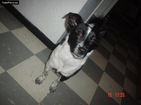 Foto del perro Mechis