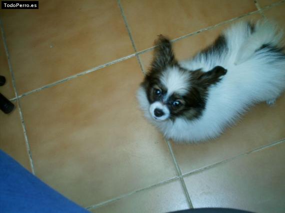 Foto del perro Mapuche