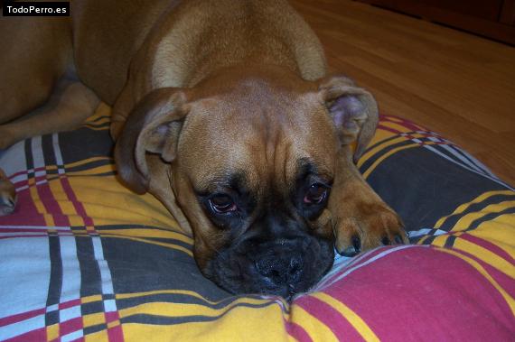 La foto del perro Lula Foto del perro Lula