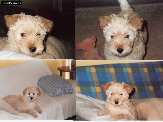 Foto del perro Juaquin