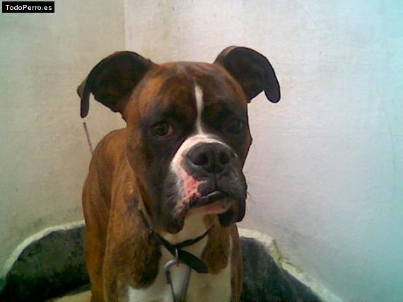 Foto del perro Sancho