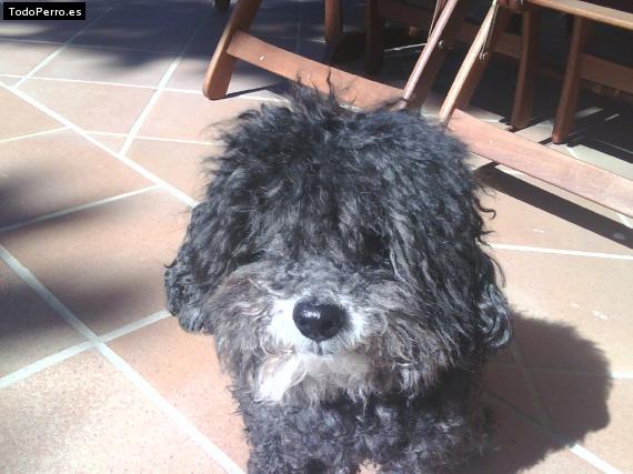 Foto del perro Coco