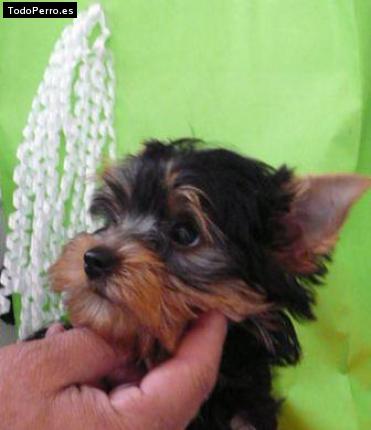 La foto del perro Moncho Foto del perro Moncho