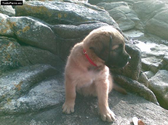 Foto del perro Layka