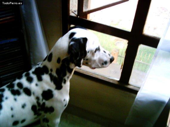 Foto del perro Napoleon