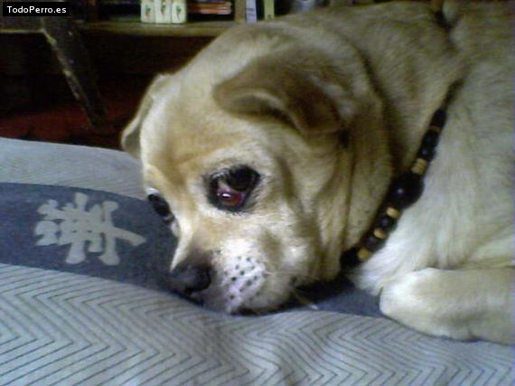 Foto del perro Miranda