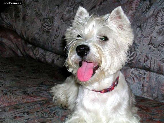 Foto del perro Nevis