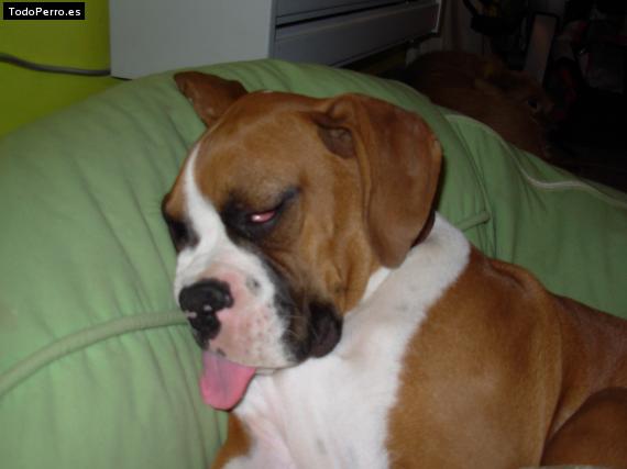 Foto del perro Torrente