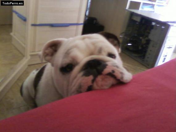 Foto del perro Tanke
