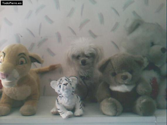 Foto del perro Jordi