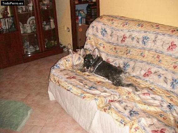 La foto del perro