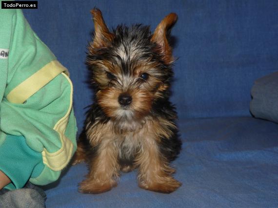 La foto del perro Mini Foto del perro Mini