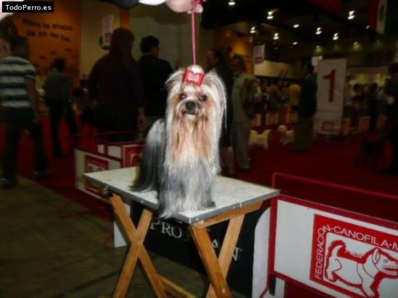 La foto del perro Petunia Foto del perro Petunia