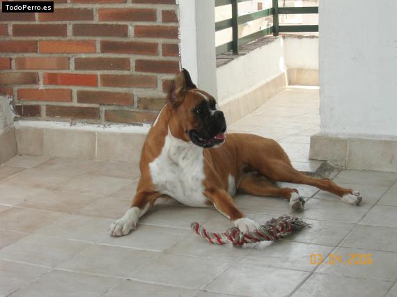 La foto del perro Klara Foto del perro Klara