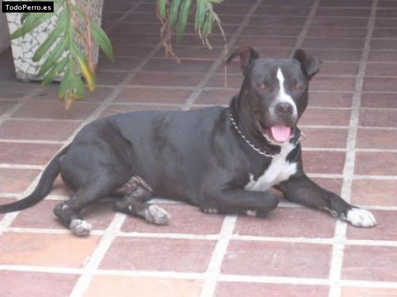Foto del perro Roni