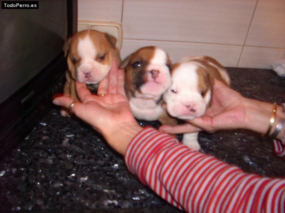 Foto del perro Mossa, pitufo y matilde