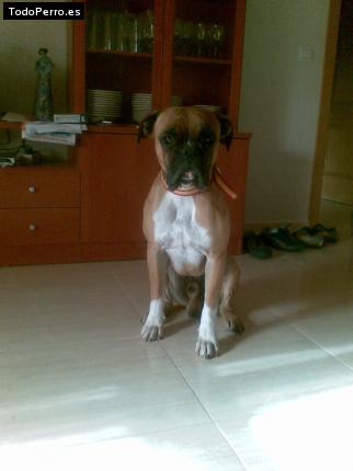 Foto del perro Tomas