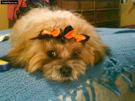 Foto del perro Roberta