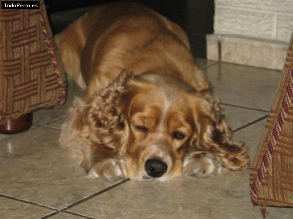 Foto del perro Coco