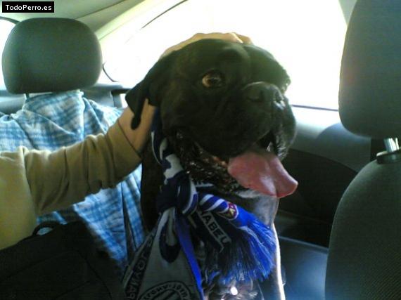 Foto del perro Sintra