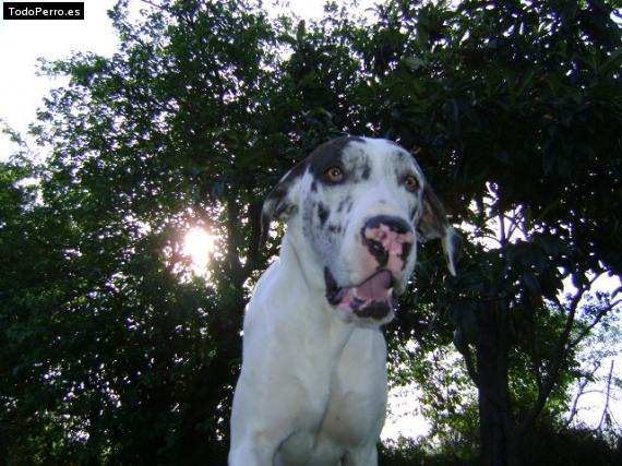 Foto del perro Roman