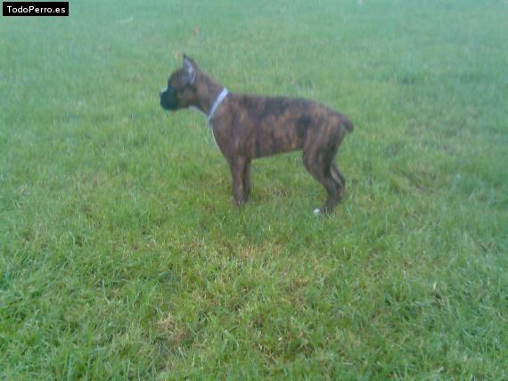 La foto del perro Ray Foto del perro Ray