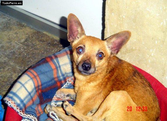 Foto del perro Niko