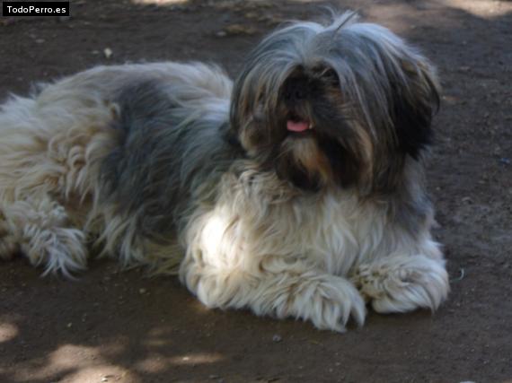 Foto del perro Morena