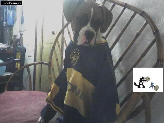 Foto del perro Roman