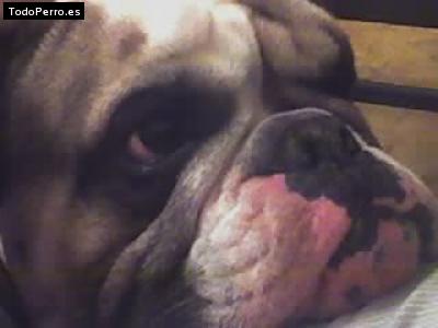 Foto del perro Shiro