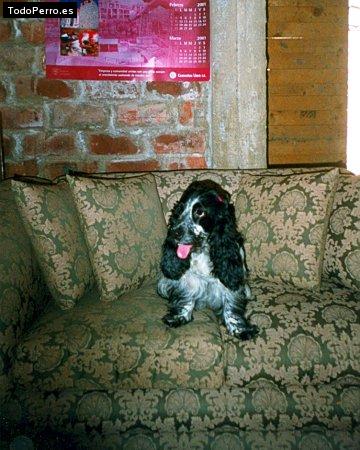 Foto del perro Crazy