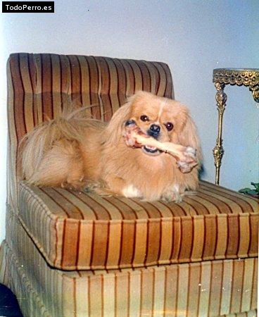 Foto del perro Huyketh