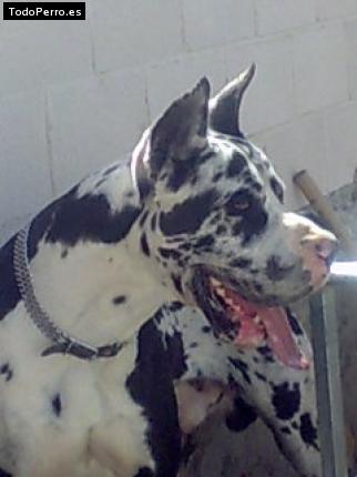 Foto del perro Tango