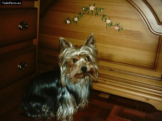 La foto del perro Kiko Foto del perro Kiko