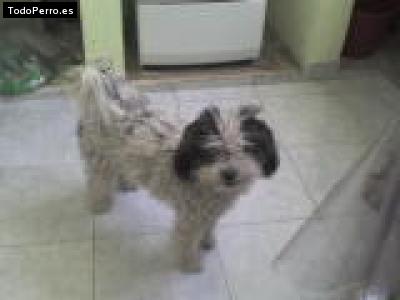 Foto del perro Manchita