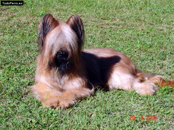 Foto del perro Bull