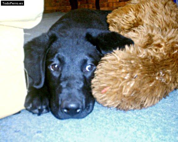 Foto del perro Simon
