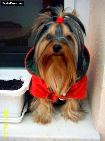 La foto del perro Gucci Foto del perro Gucci