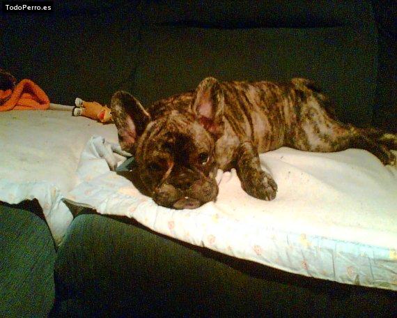 La foto del perro