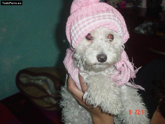 Foto del perro Iisa