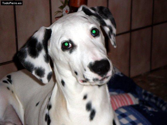 La foto del perro