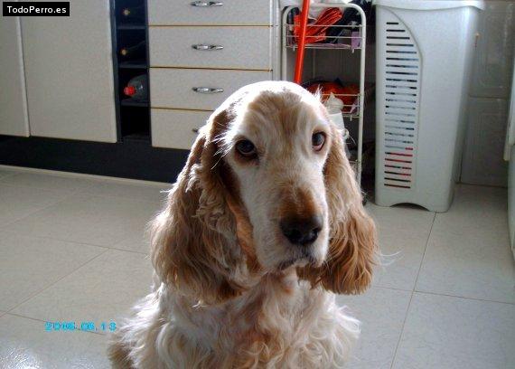 Foto del perro Curro